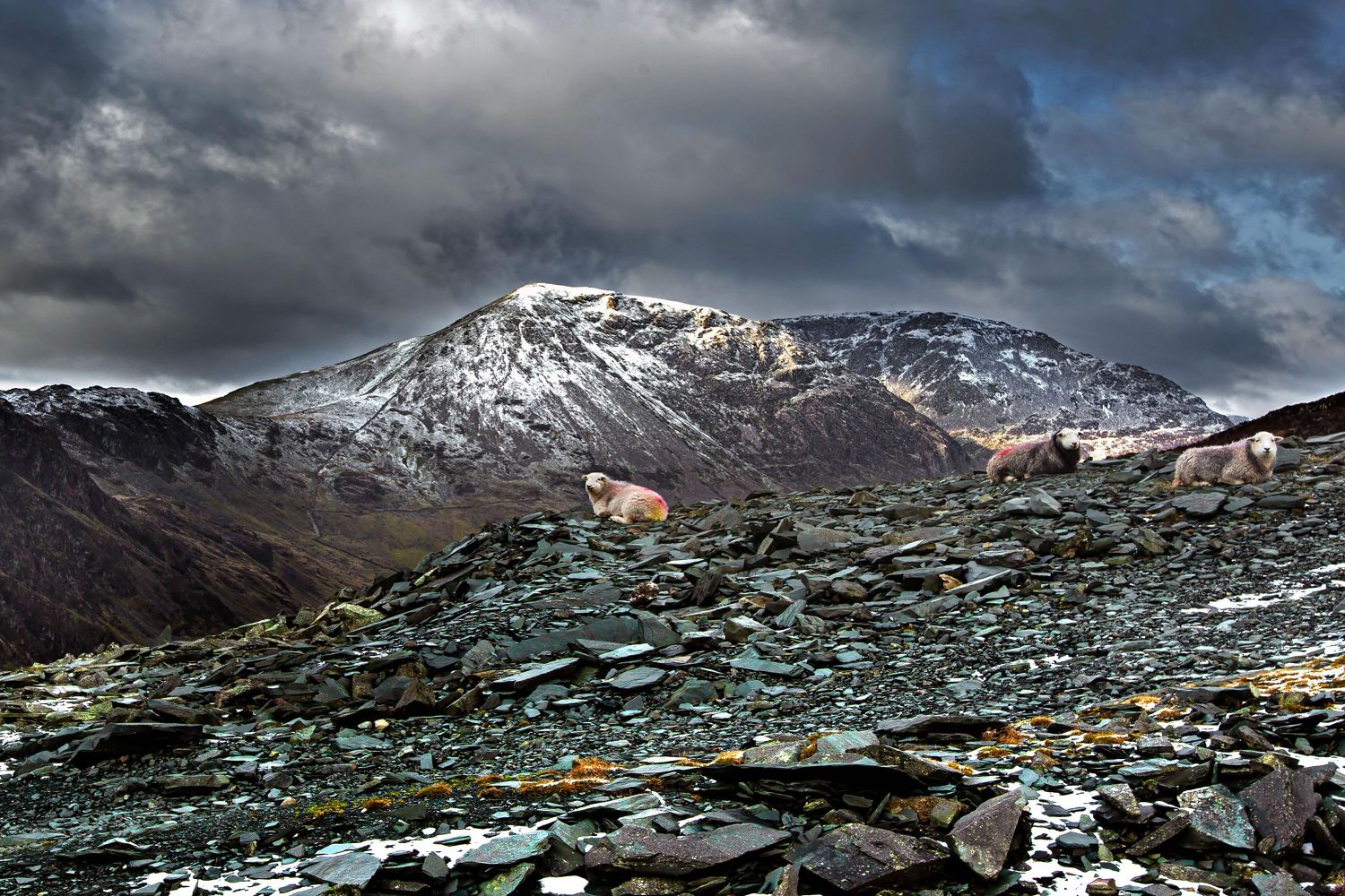 Herdwicks bedding down for the night at Dubs Hut