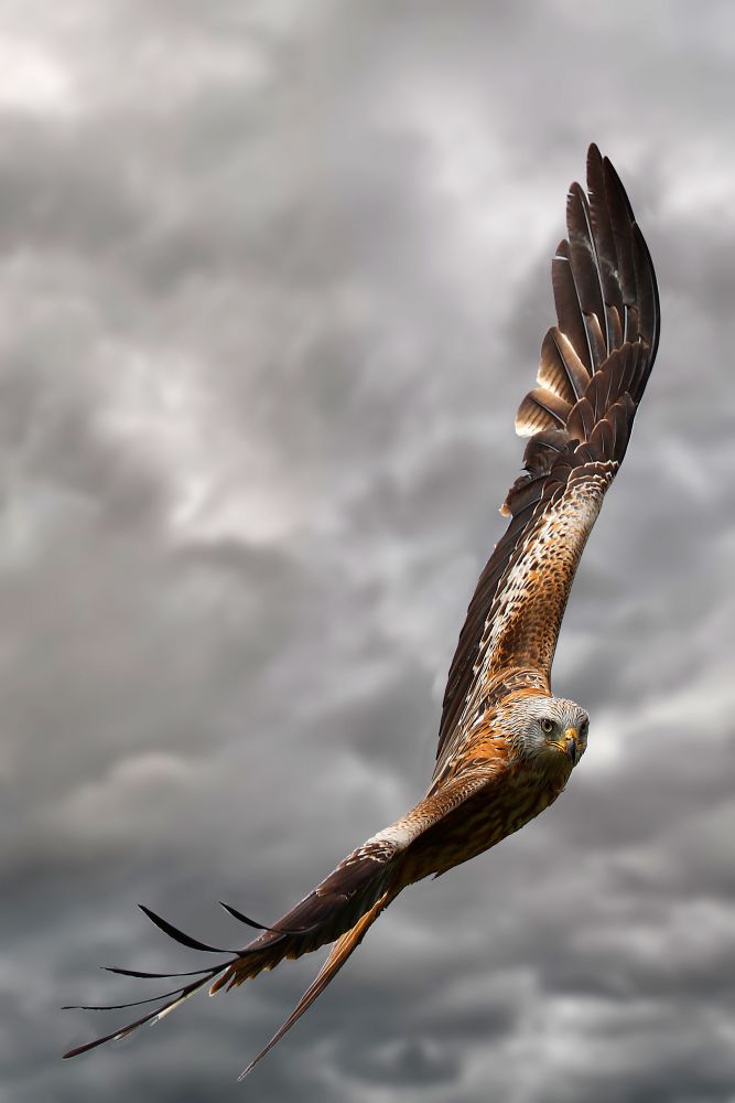 Red Kite in flight by wildlife photographer Martin Lawrence