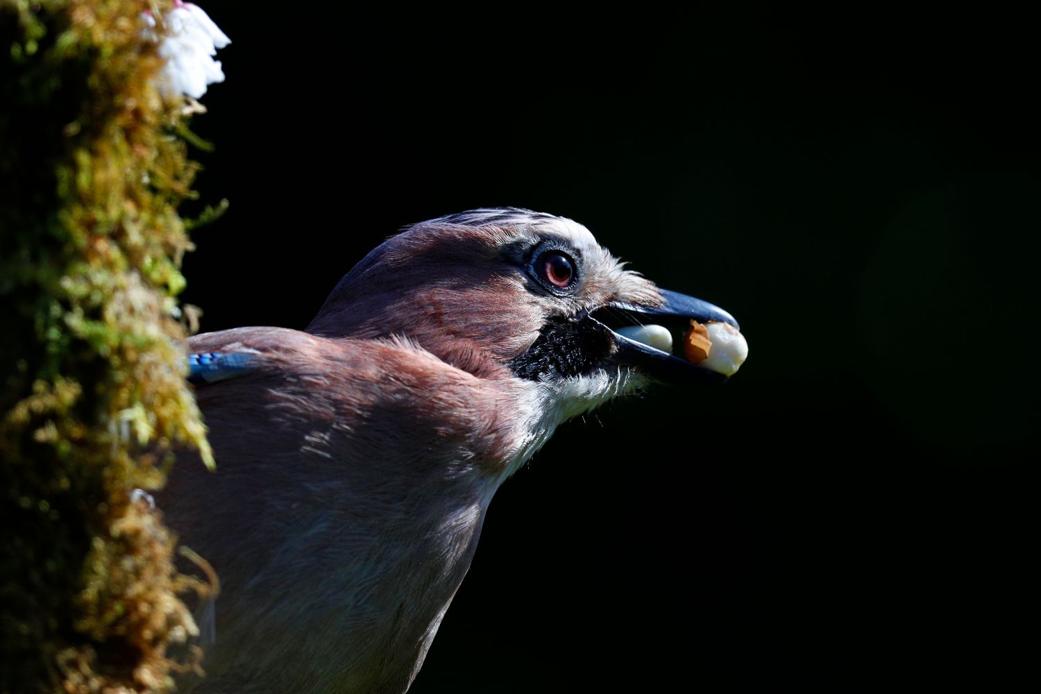 A Greedy Jay by wildlife photographer Martin Lawrence