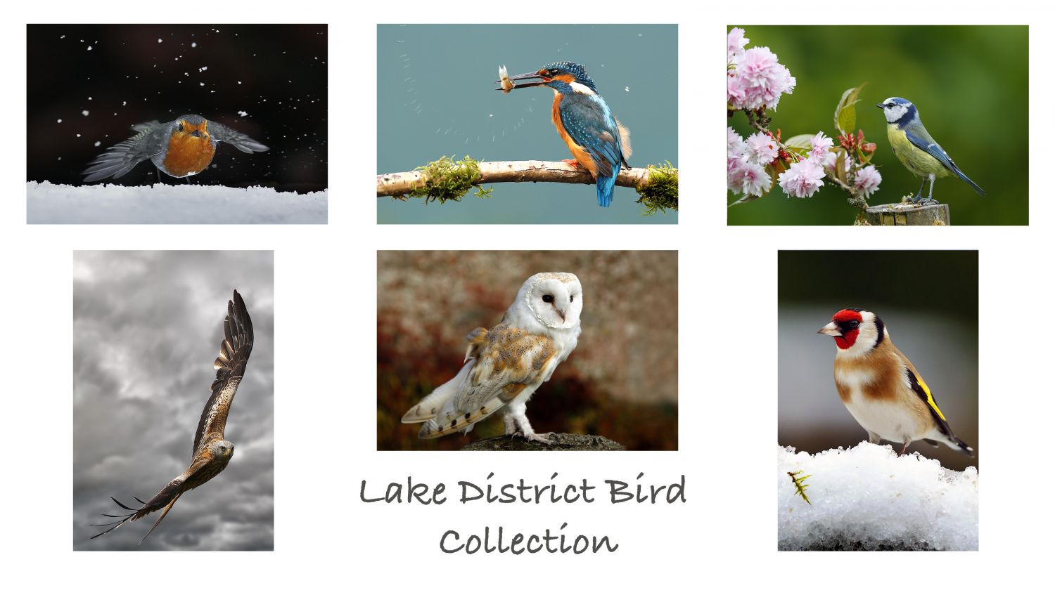 A pack of 6 assorted Lake District greeting cards featuring images of some of the beautiful birds found in the English Lake District