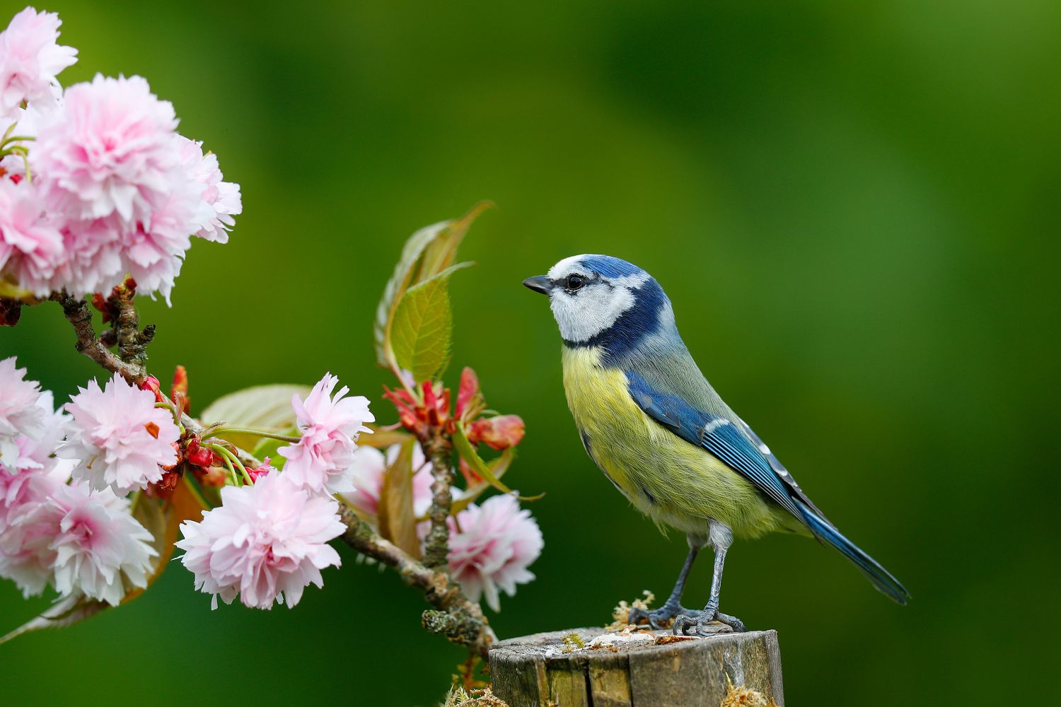 A Blue Tit Amongst The Cherry Blossom By Wildlife Photographer Martin