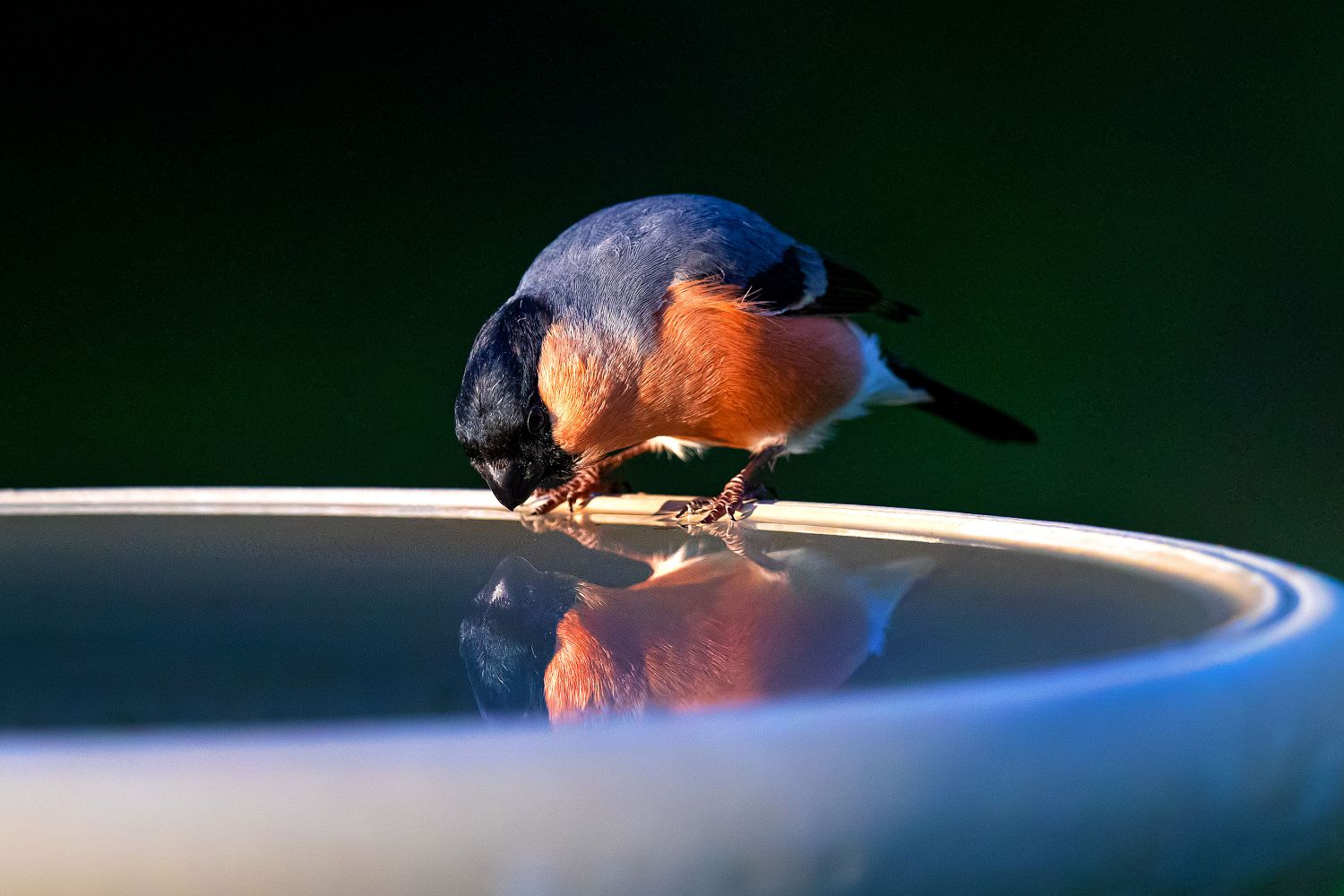 Bullfinch reflection in a pool of water by Martin Lawrence