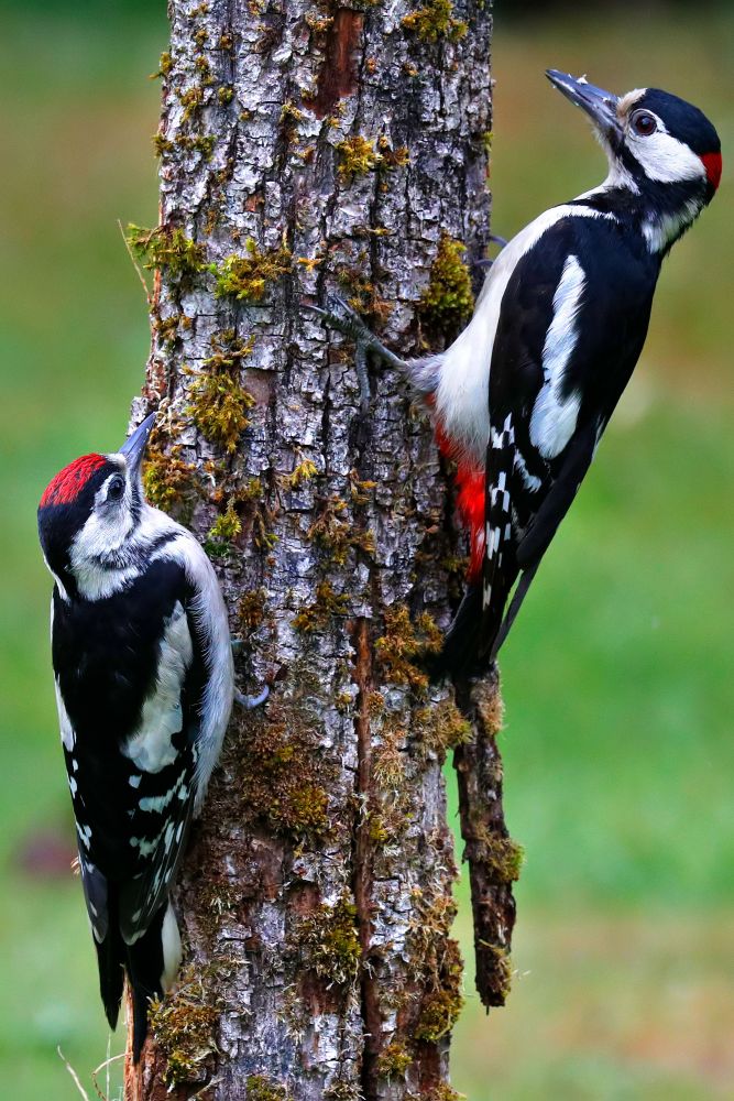 Meet the Woodpecker Family by Martin Lawrence Wildlife Photographer