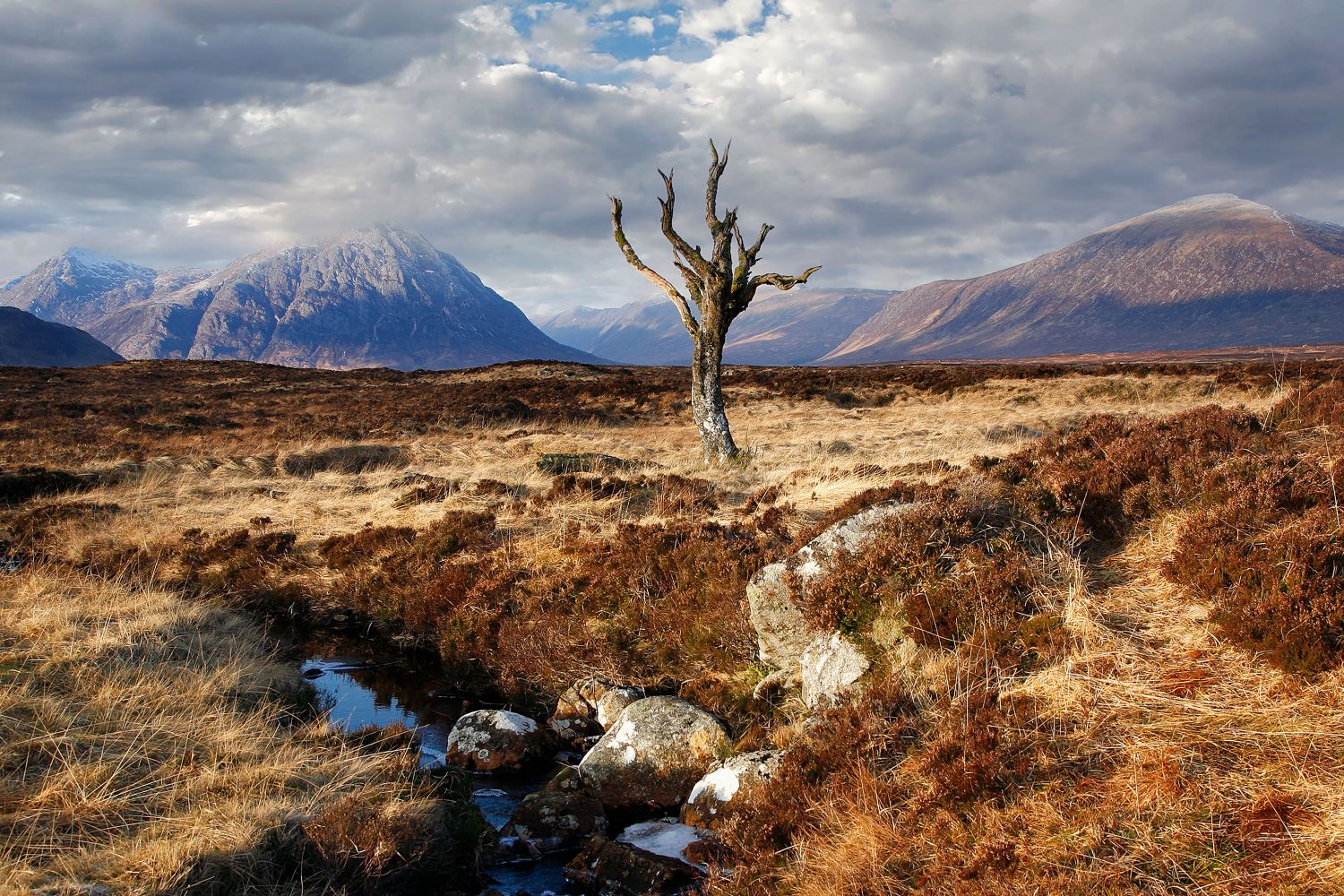 The solitary tree on Rannoch Moor with Buachaille Etive Mor in the background