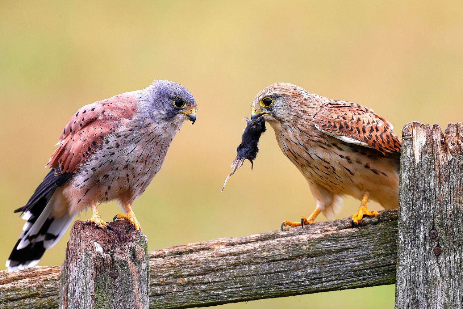 Calm before the storm as two Kestrels check out lunch 