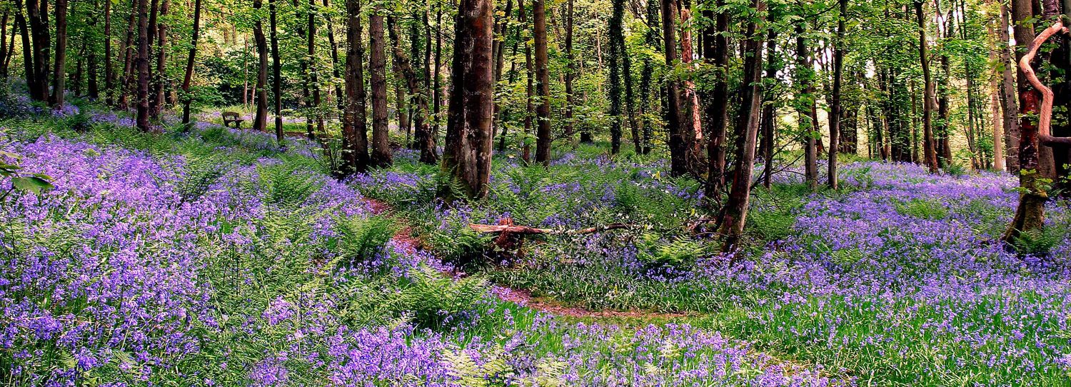 A panoramic view of the bluebells at Calder Vale, Lancashire