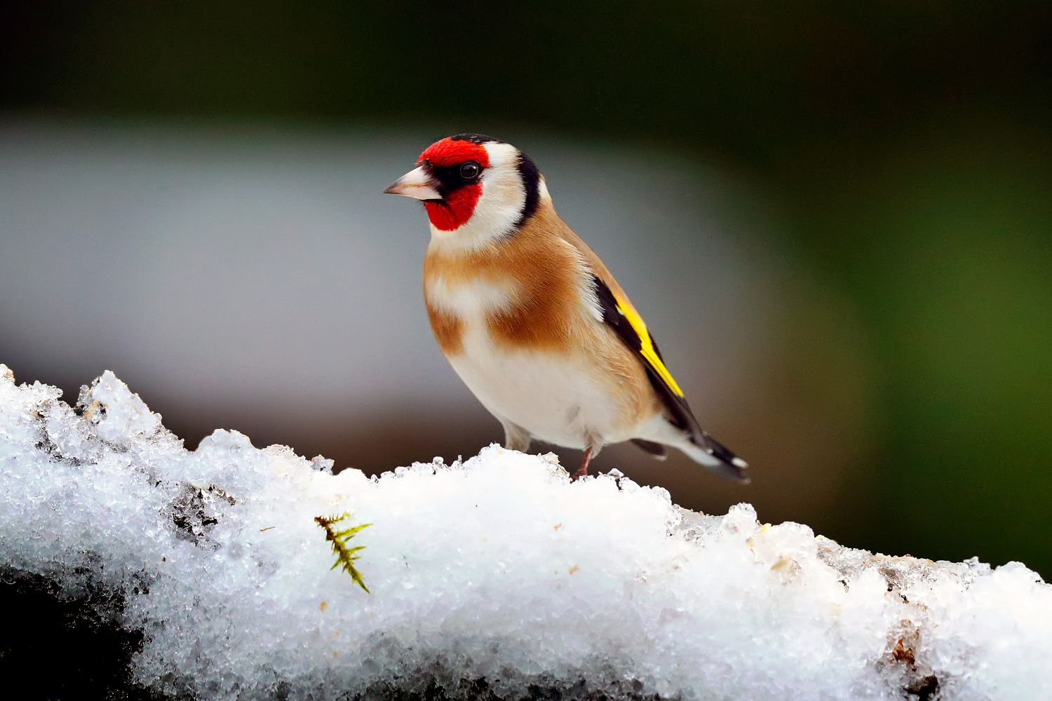 Goldfinch in winter snow by Wildlife photographer Martin Lawrence