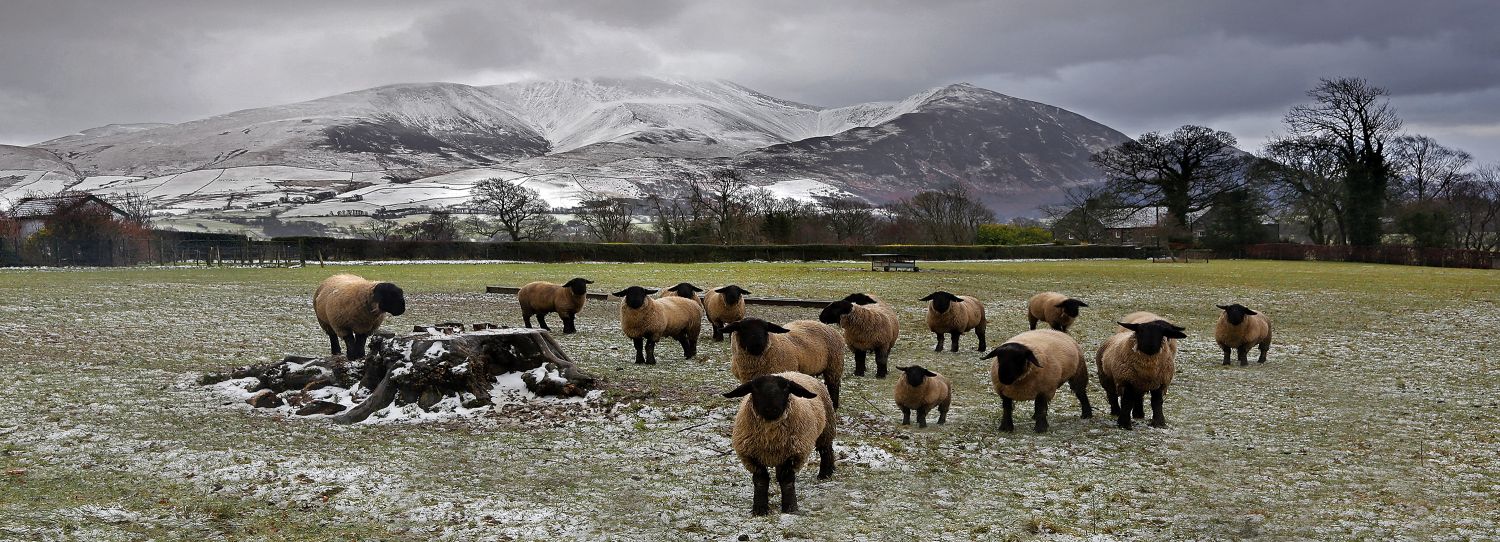A flock of nosey sheep at Bassenthwaite with  a snowy Skiddaw in the background by Martin Lawrence