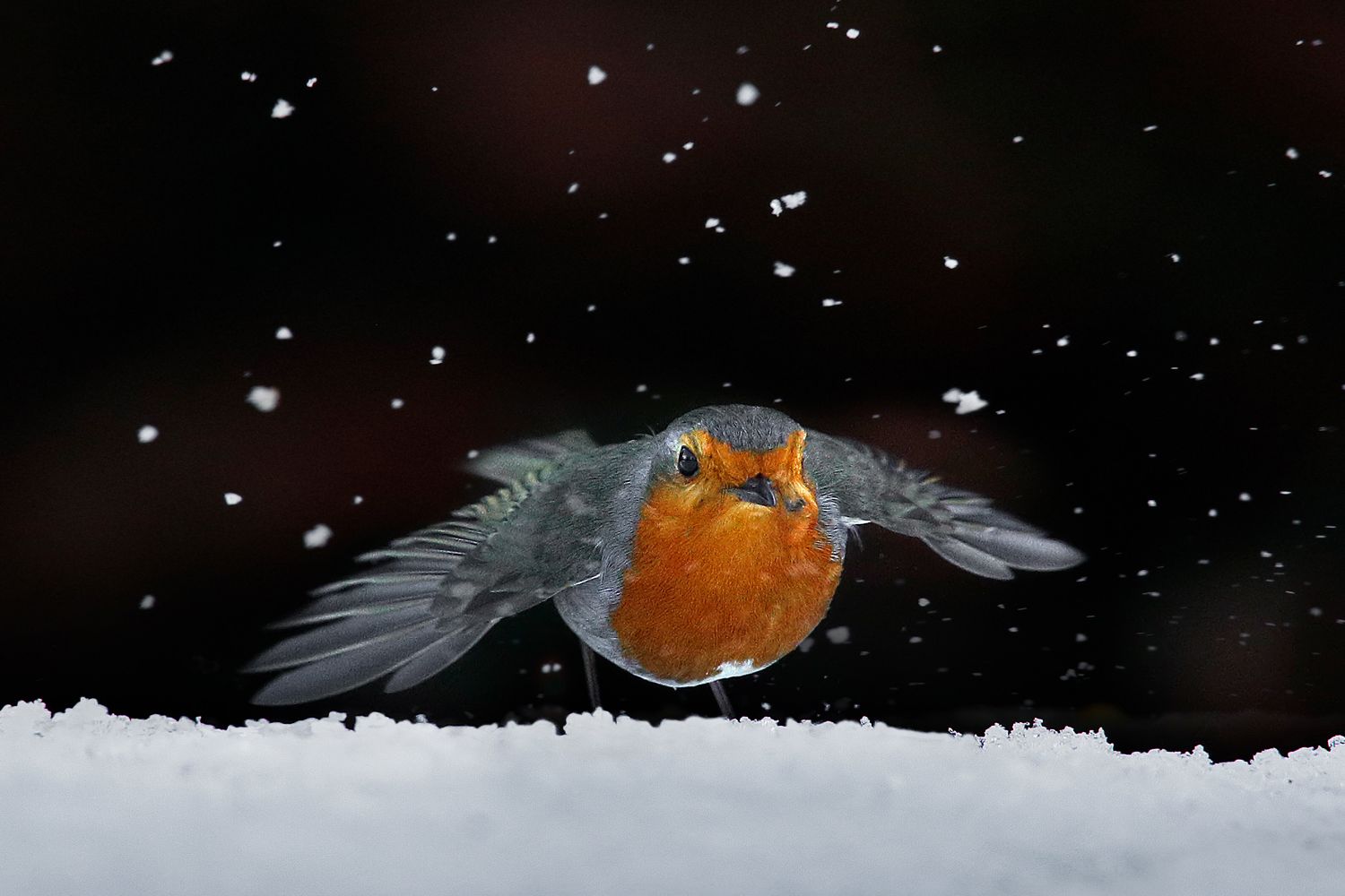 Robin amongst the snow in winter by Martin Lawrence