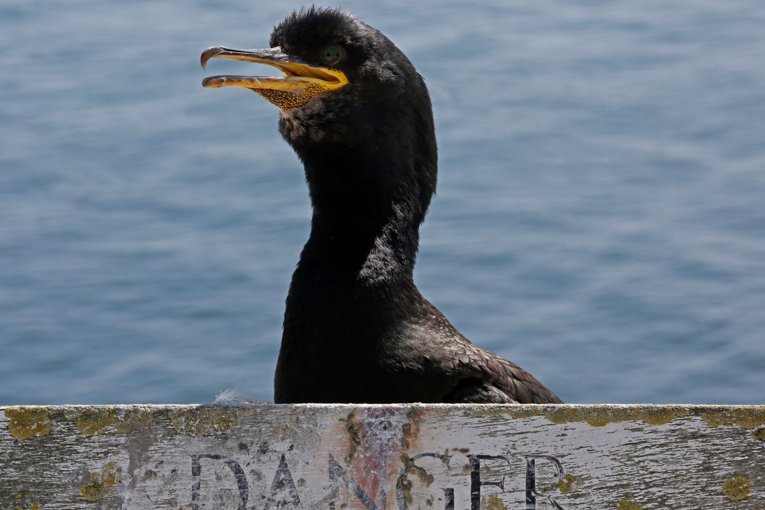 A Shag on Farne Islands with it's head above a warning sign.