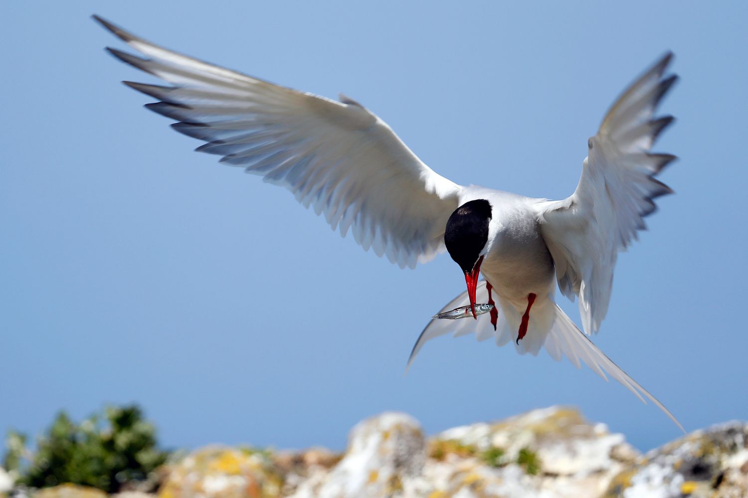 Arctic Tern feeding on Farne Islands with plenty of fish