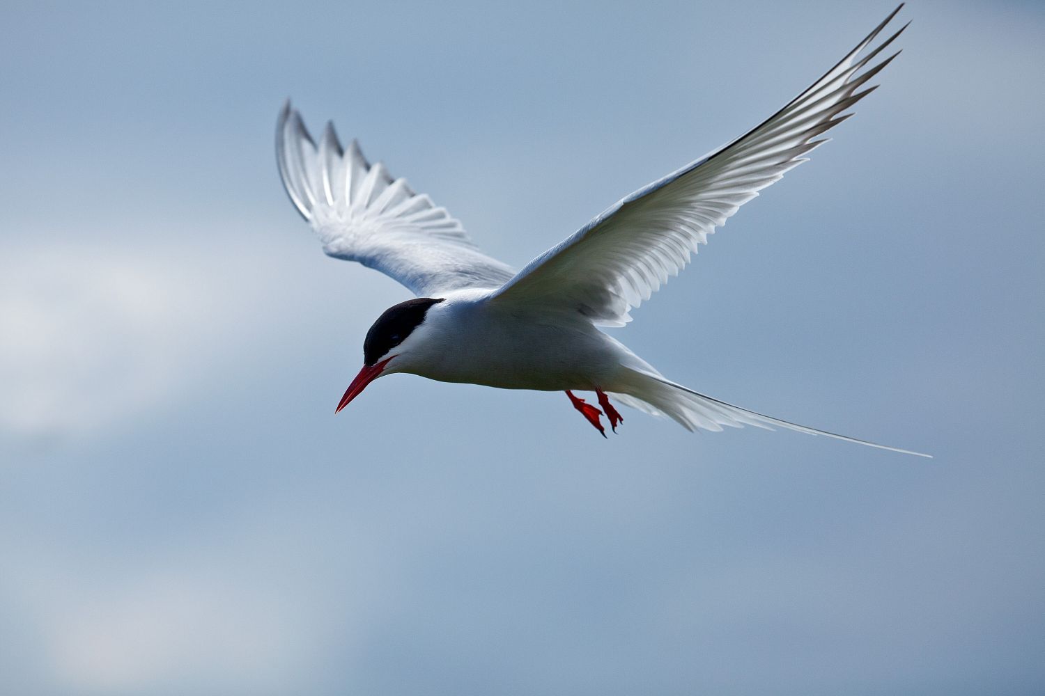 Arctic Tern on Inner Farne