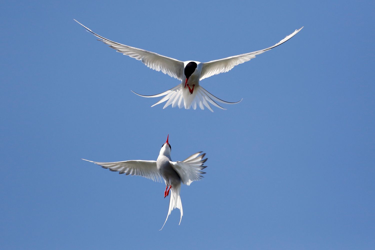 Arctic Tern acrobatics on the Farne Islands