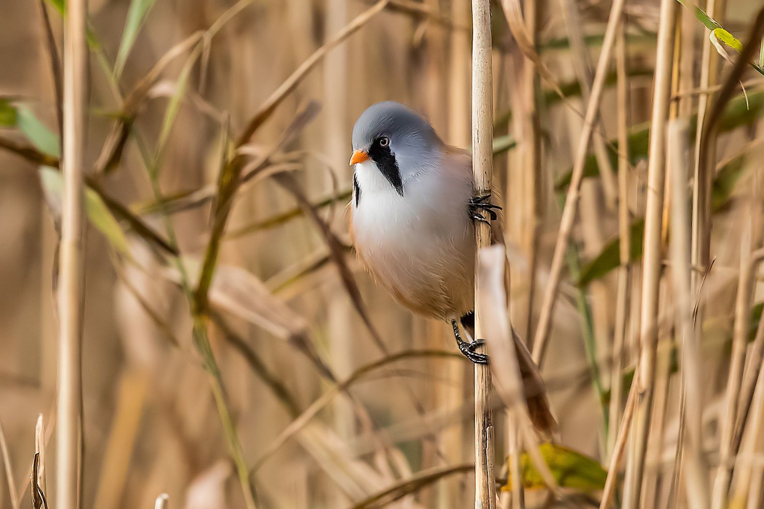 Male Bearded Tit on reeds at Leighton Moss RSPB Centre, Silverdale,Lancashire
