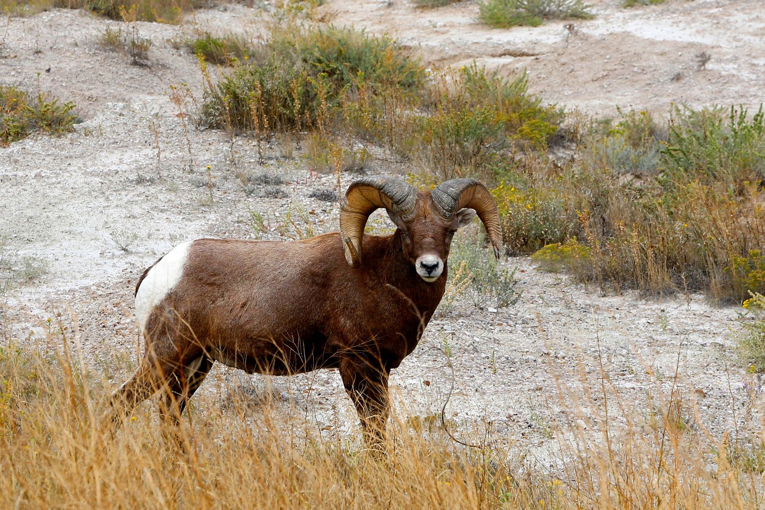 Bighorn sheep at Badlands in the USA