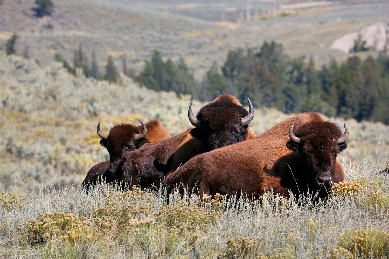 Bison at Yellowstone NP