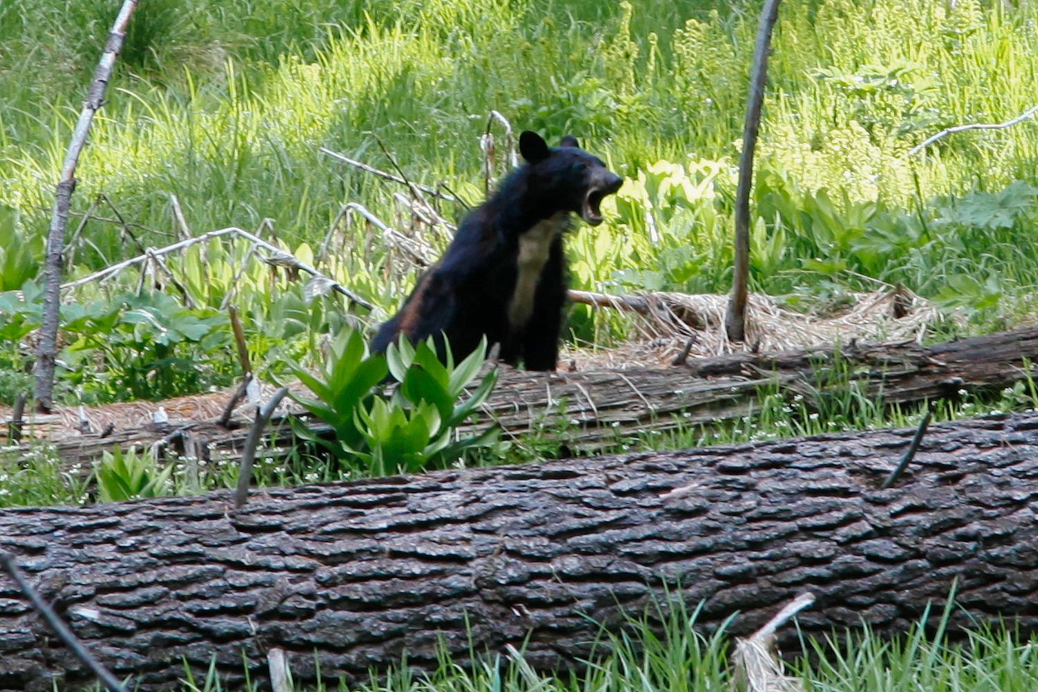 Black Bear at Sequoia NP playing amongst the trees