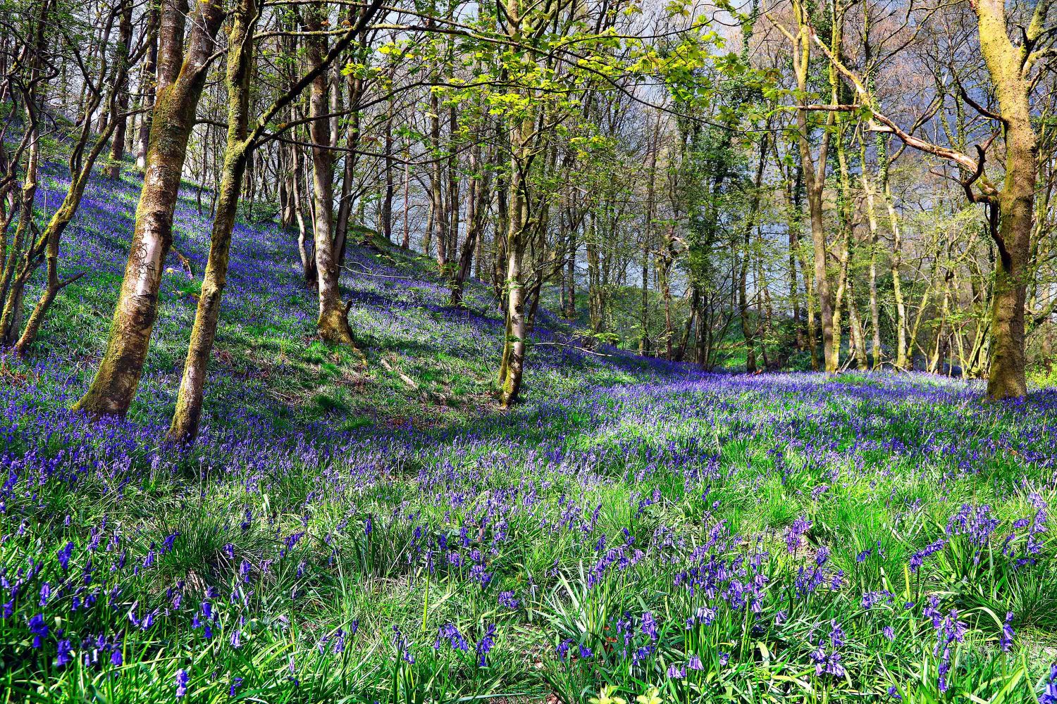 The Calder Vale Bluebells by Martin Lawrence