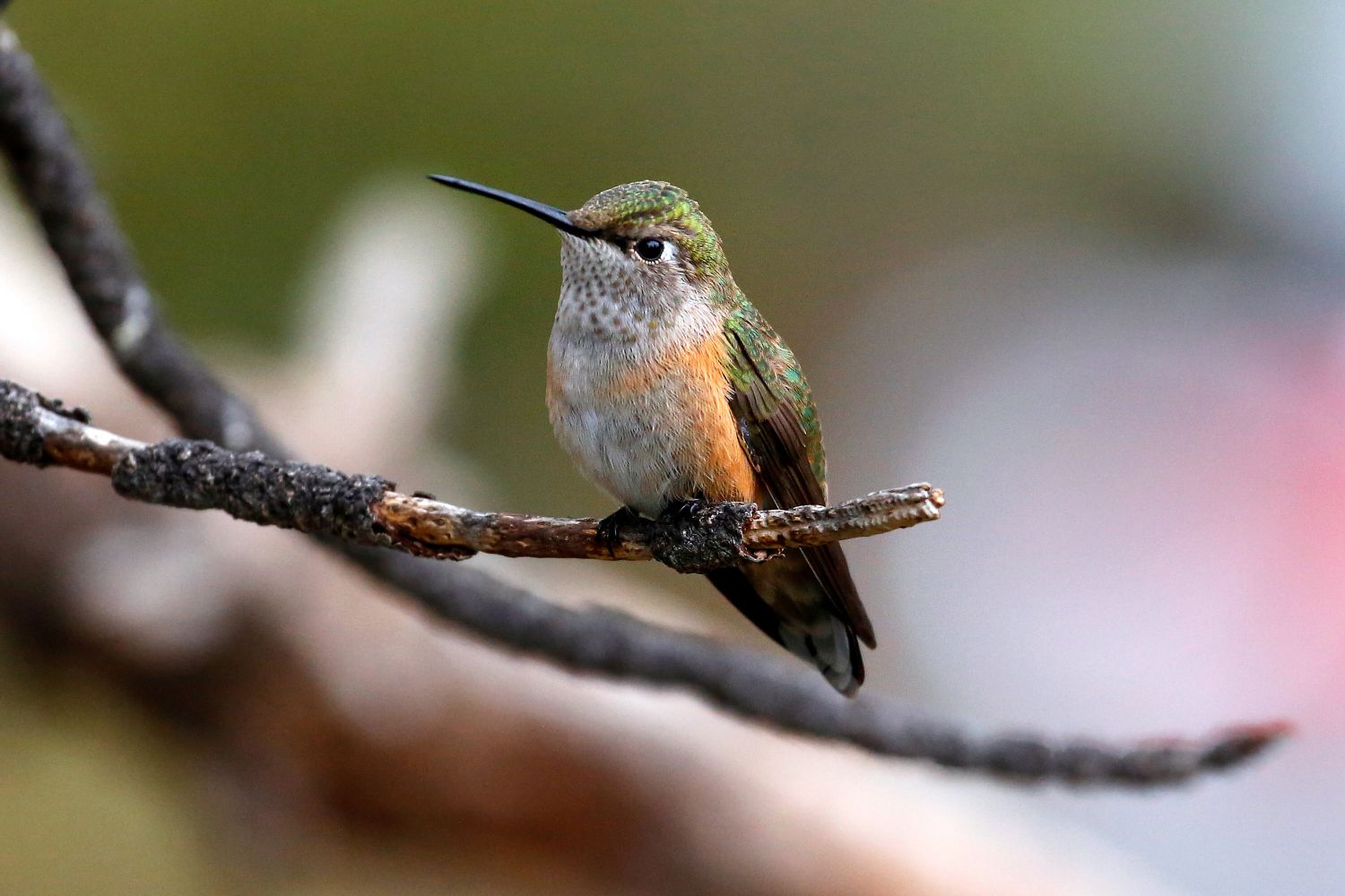 Broad-tailed Hummingbird at Estes Park USA