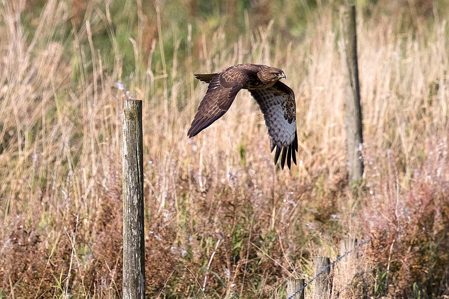 A Common Buzzard taking off from a fence post