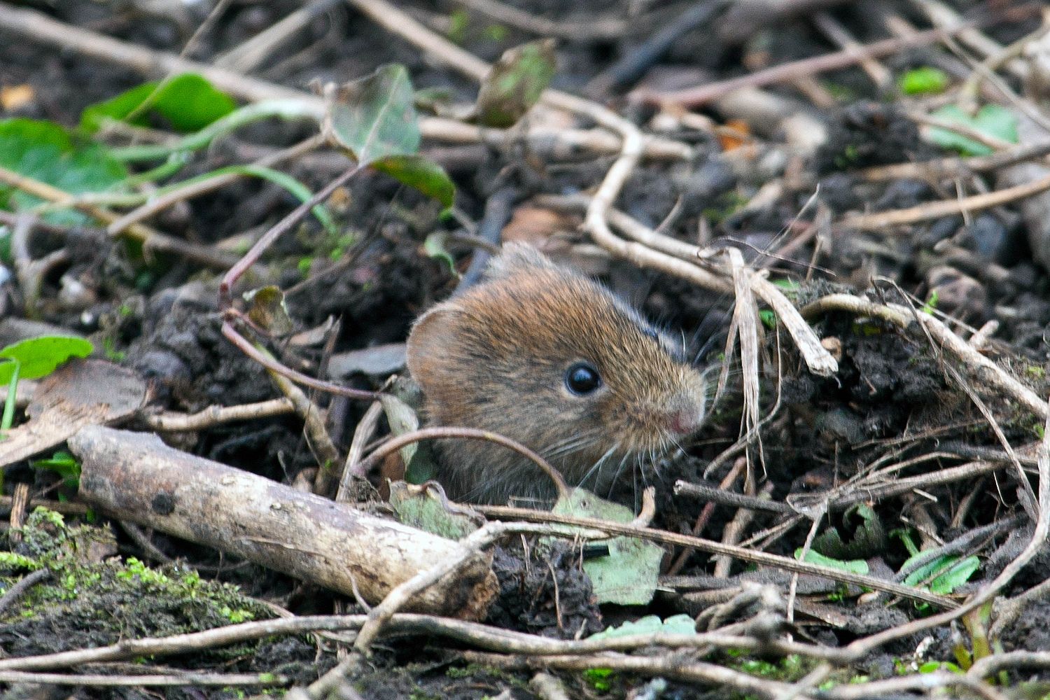 Common Vole at Sizergh Castle underneath the bird feeders