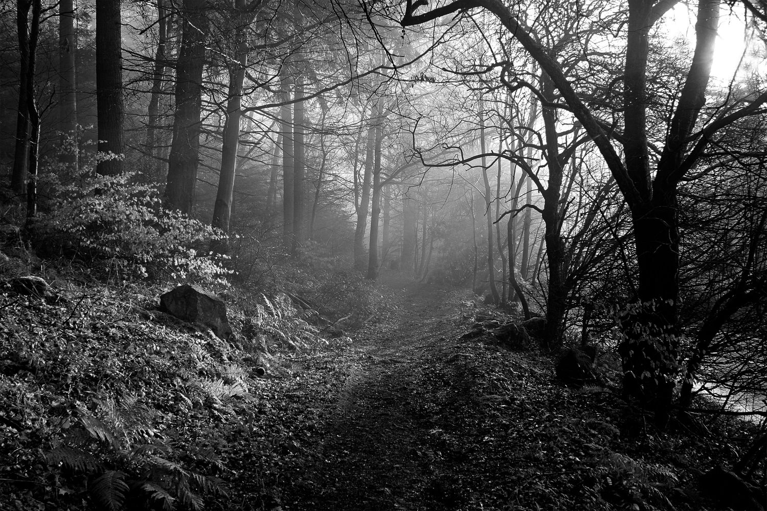 Footpath through Dodd Wood Bassenthwaite in Black and White by Martin Lawrence