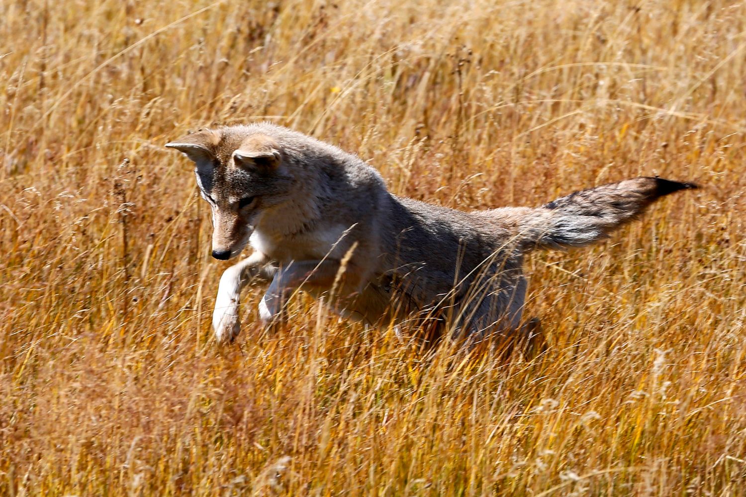 Coyote hunting in Yellowstone NP