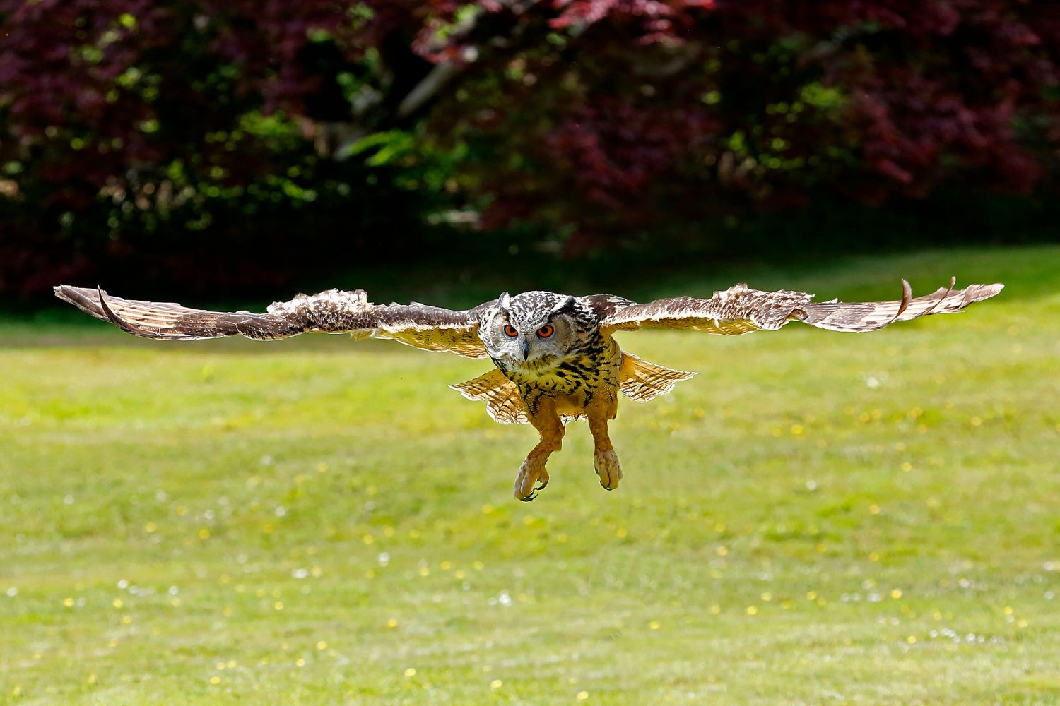 Eagle Owl in flight in the English Lake District