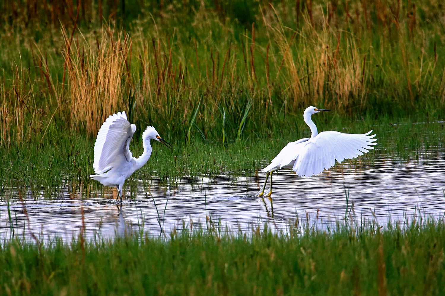 A beautiful pair of Egrets displaying near Salt Lake City in the USA.