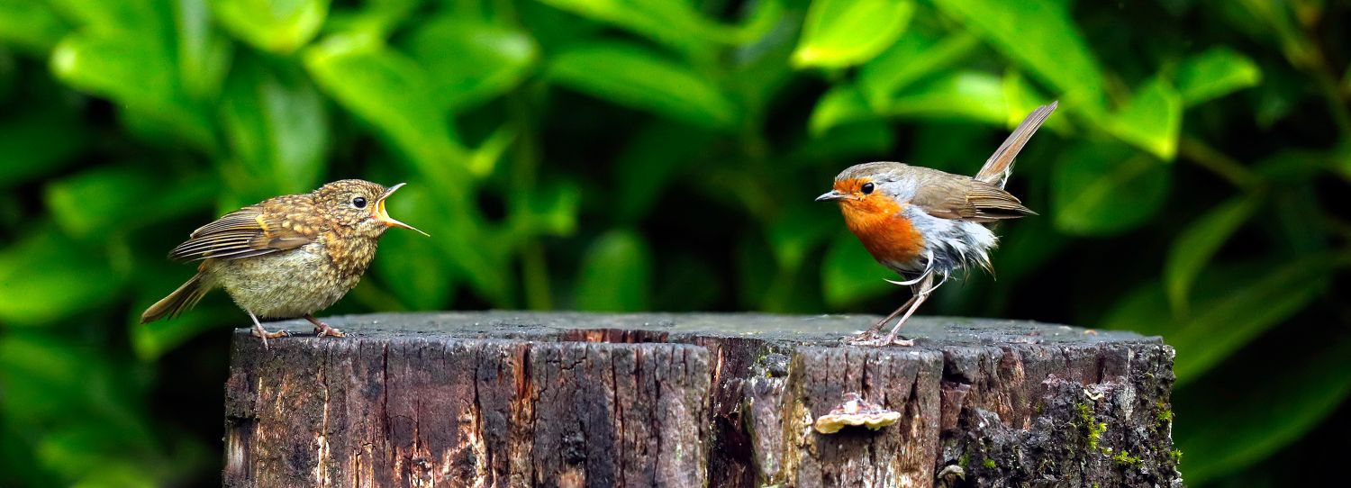 Robin and son of Robin on a tree stump