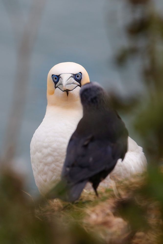 Gannet and Crow standoff at the Bempton Cliffs RSPB centre