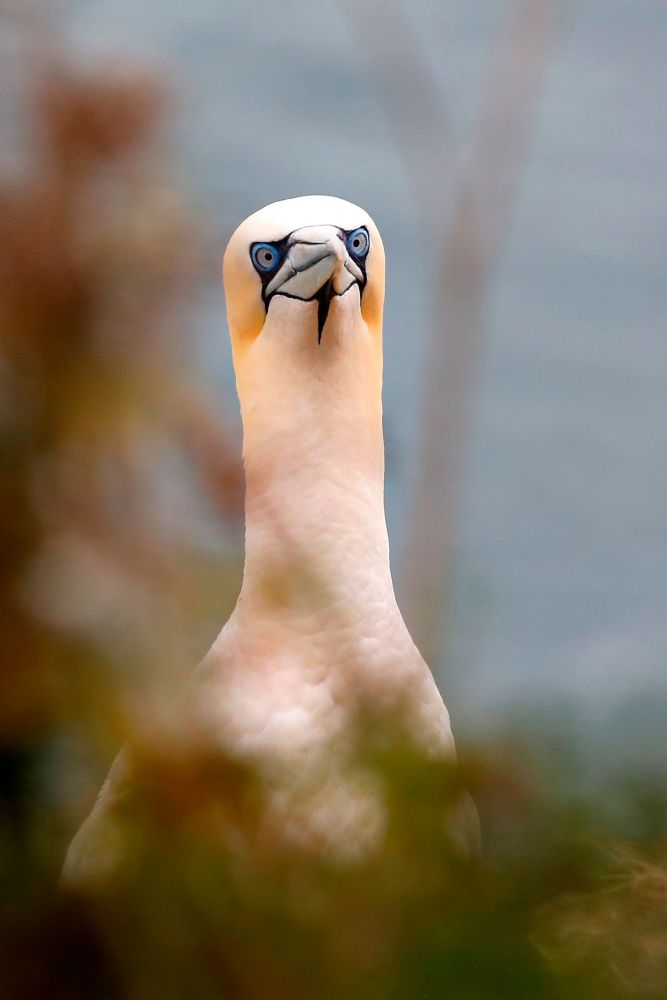 A Gannets Eye View - a close up of this beautifully coloured bird.