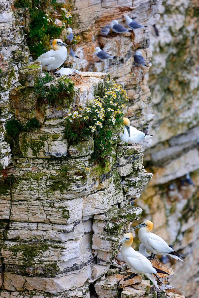 Beautifully coloured Gannets on Bempton Cliffs RSPB centre 