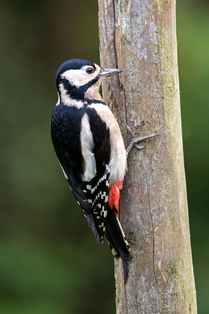 Great Spotted Woodpecker feeding on a wooden post