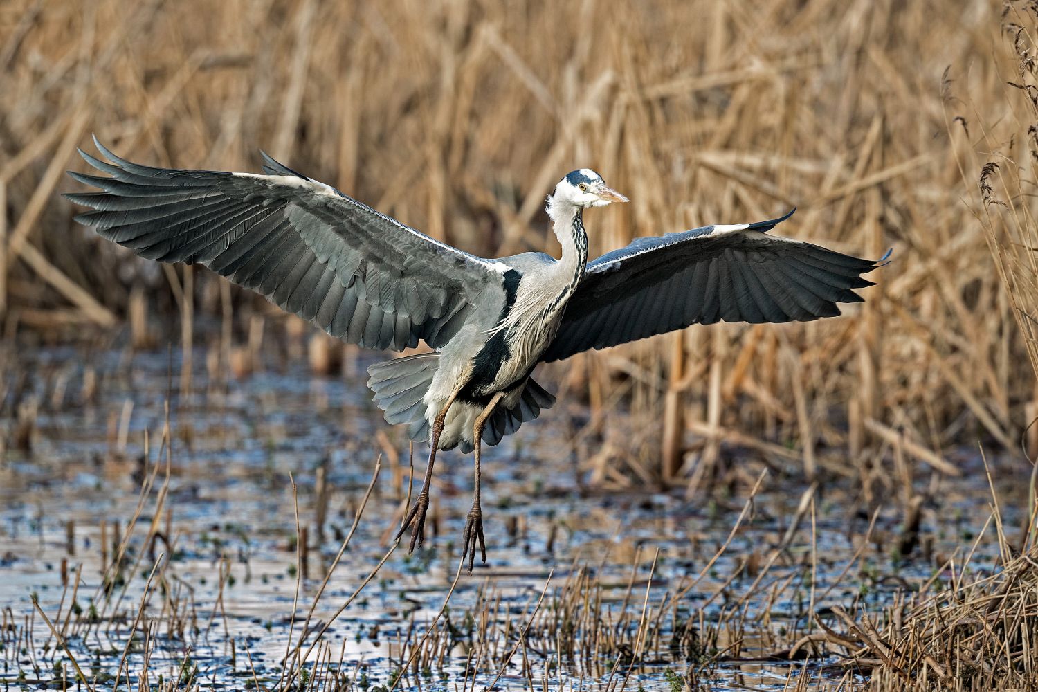 Grey Heron at RSPB centre Leighton Moss