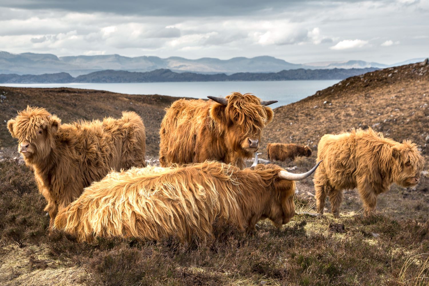 A family of Highland Cows near Applecross Torridon