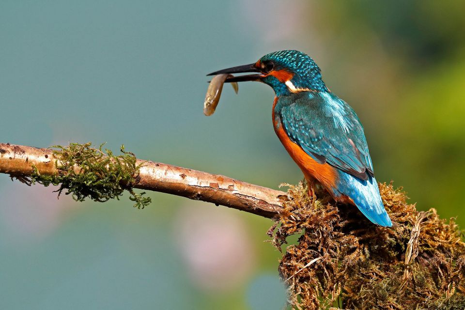 Kingfisher catching fish taken by Martin Lawrence