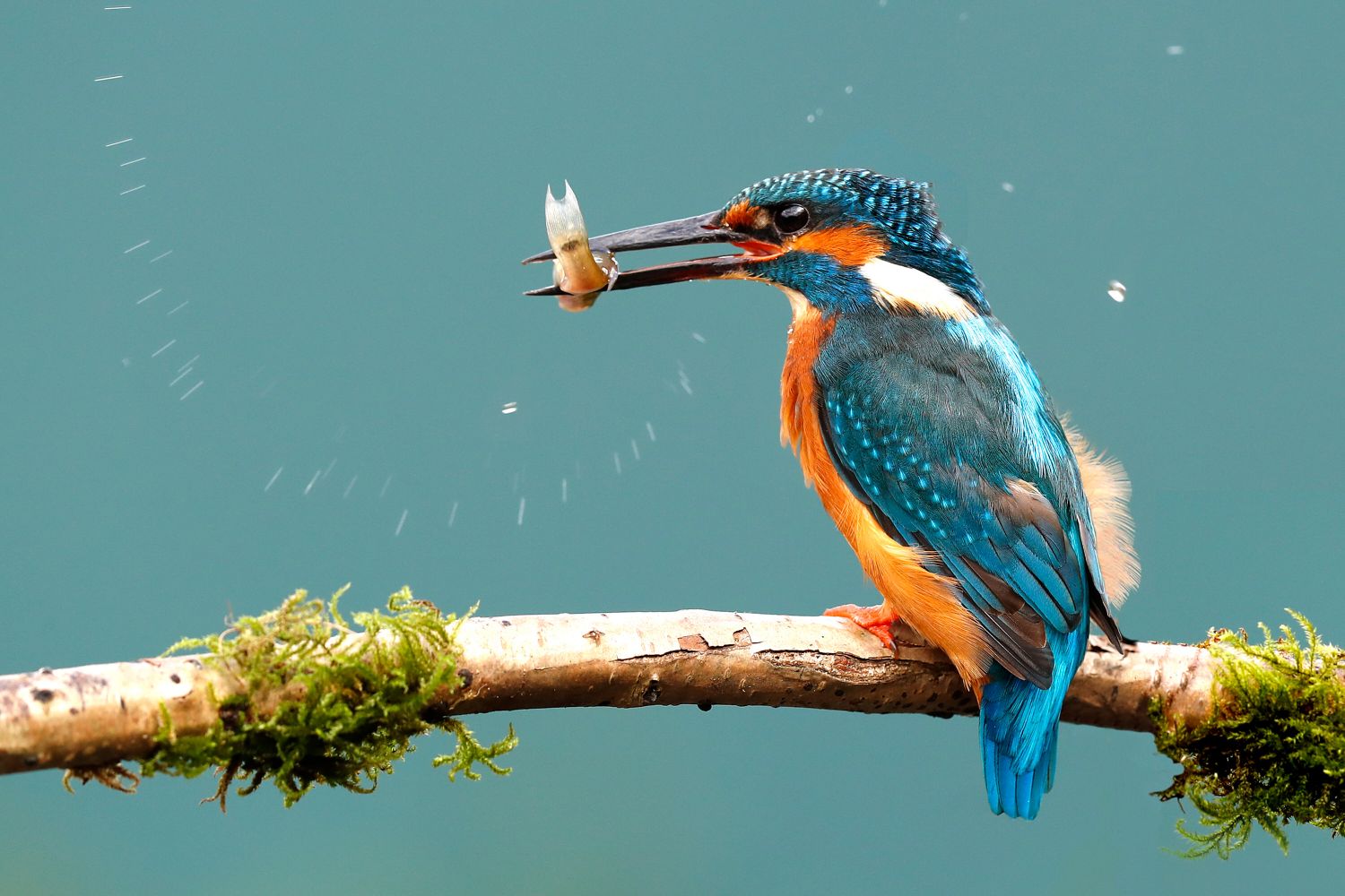 Kingfisher Feeding with a fish in it's mouth