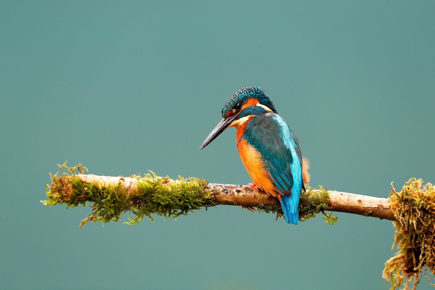 Kingfisher in afternoon sunshine on a beautiful day in Worcestershire