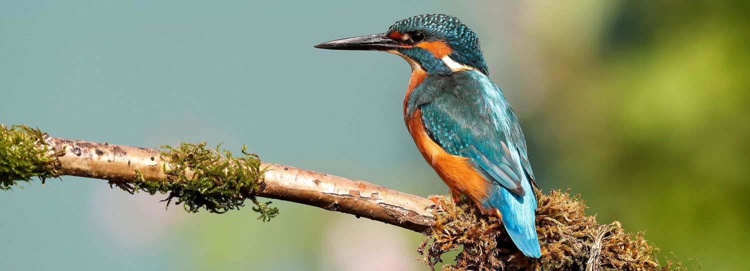 A Kingfisher looking for his supper in some glorious sunshine