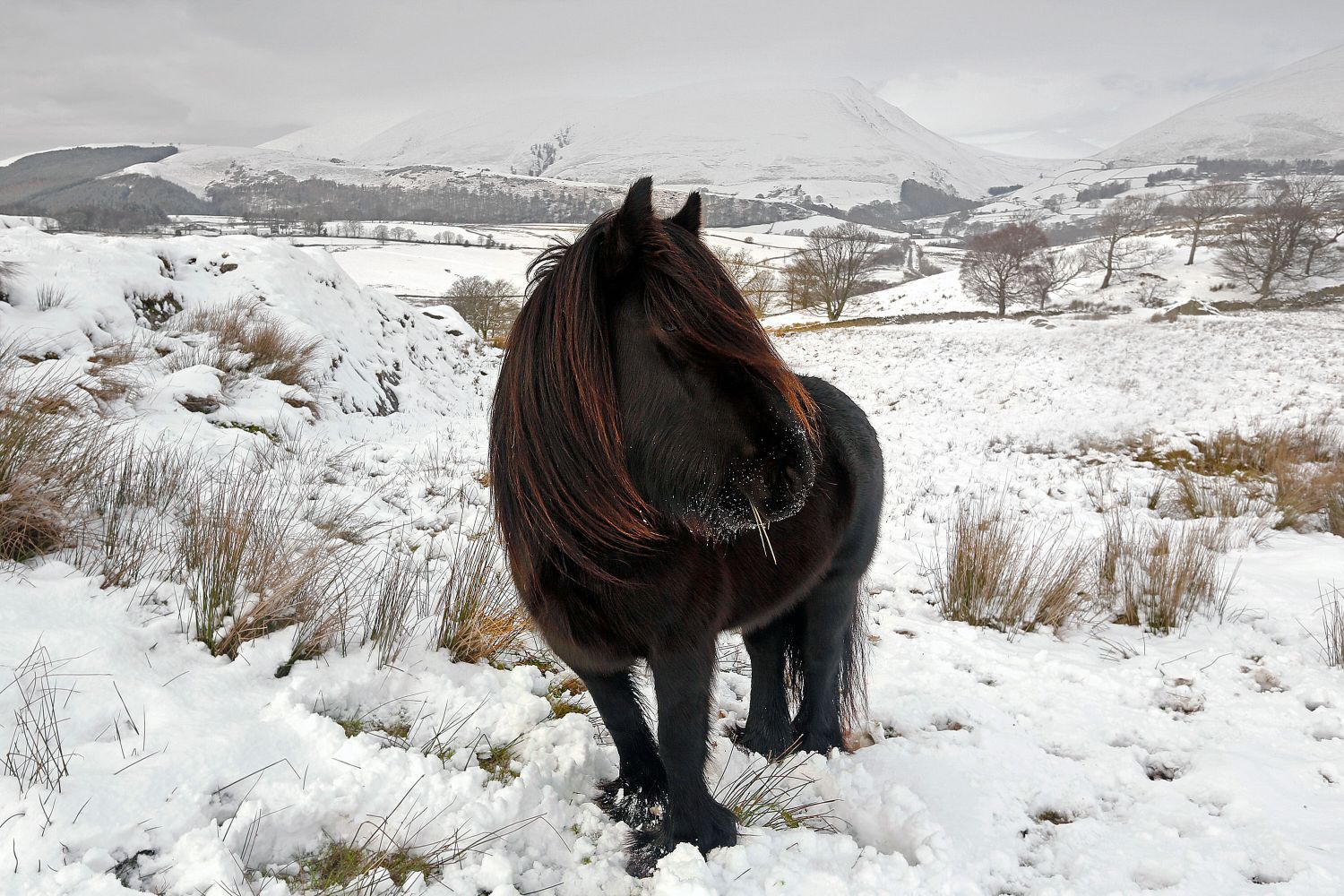 Lakeland Pony near Tewet Tarn 