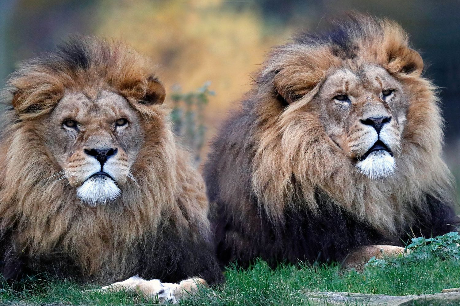 Male Lions on guard 