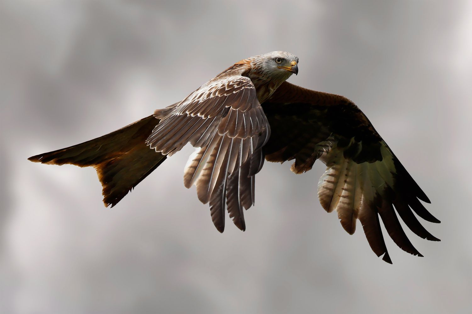 Red Kite Acrobatics in the skies above Dumfries.