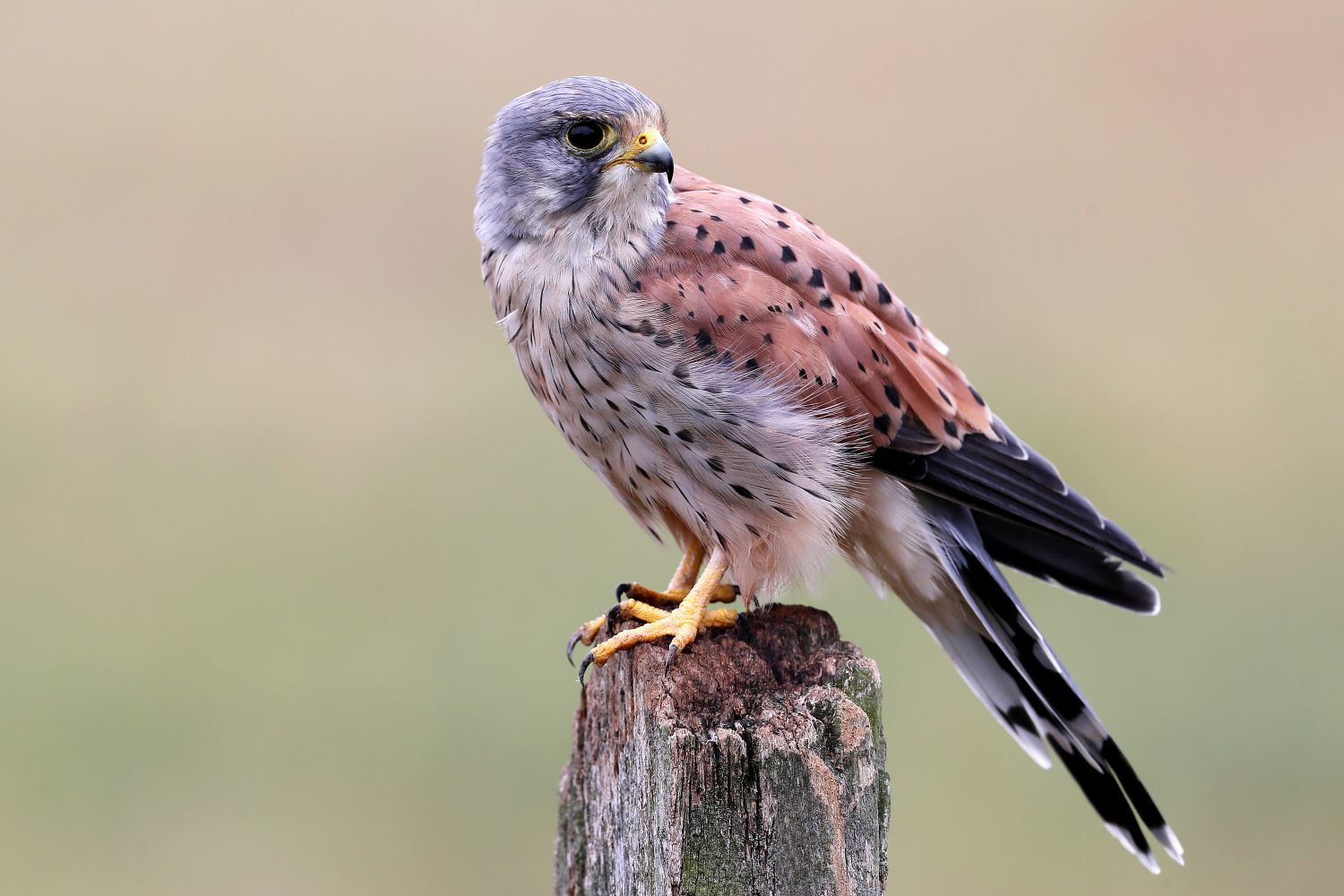 Male kestrel resting on a fence post in the Worcestershire countryside