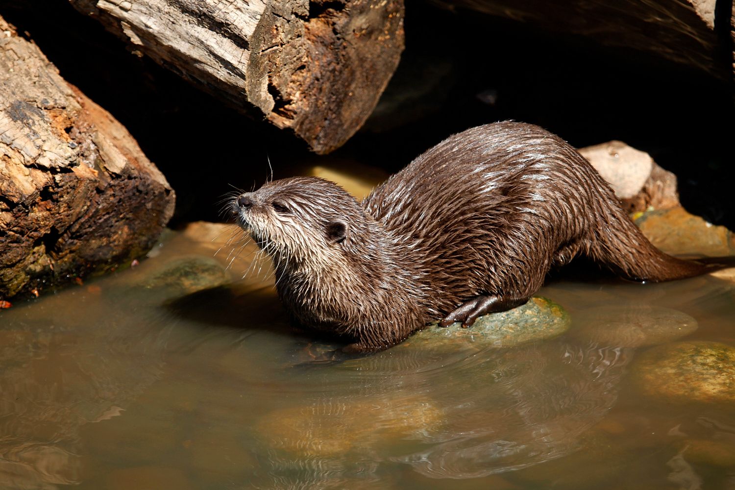 Otter in the River Derwent down the Borrowdale Valley