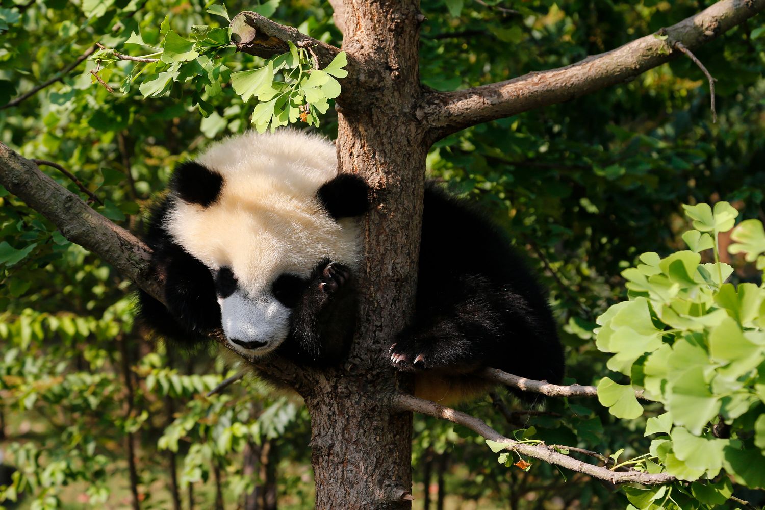 Panda at Chengdu Sanctuary lazing in the summersunshine