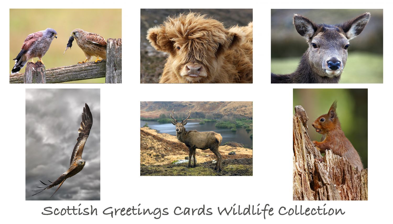 Scottish Greetings Cards Wildlife Collection by Martin Lawrence