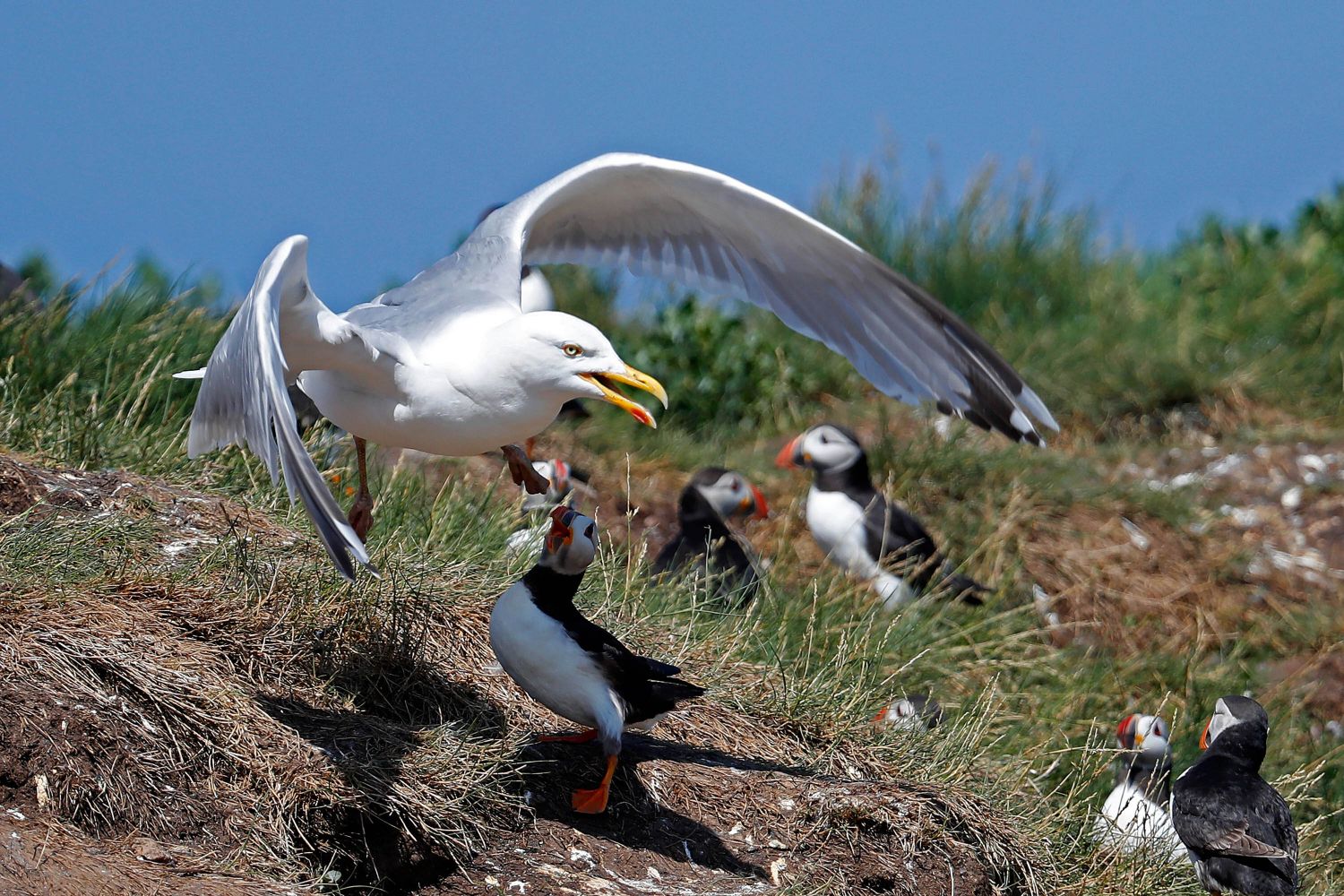 Gull versus Puffins a battle on the Farne Islands