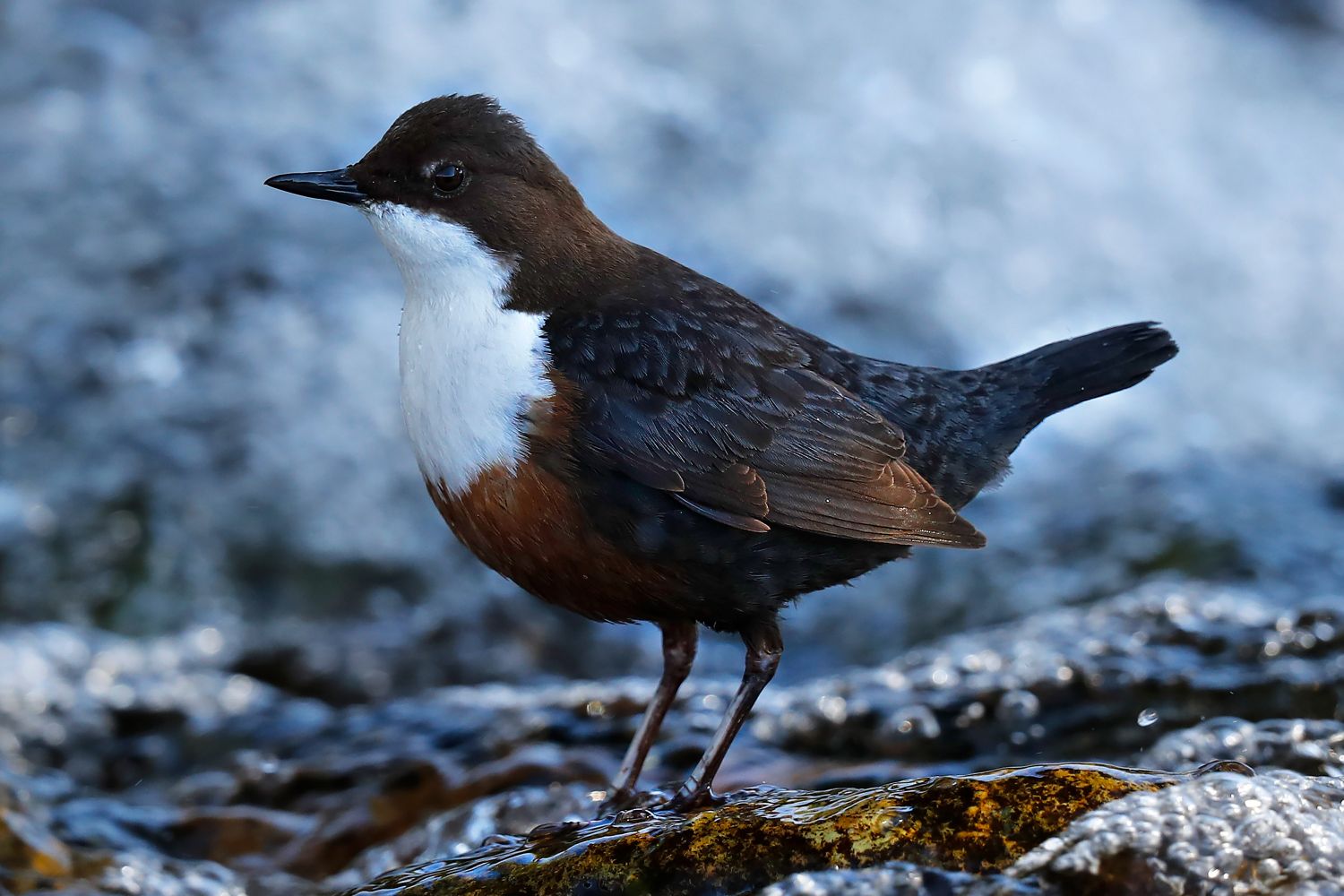 Dipper on the River Caldew by Martin Lawrence