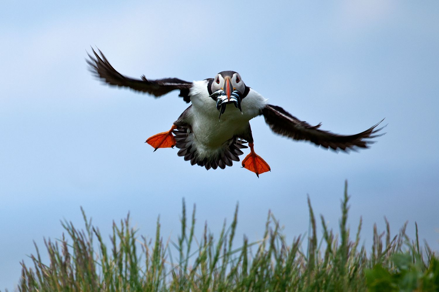 Puffin landing on Outer Farne ladened with sand eels